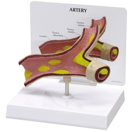 GPI ANATOMICAL Anatomical Model - Artery 2600